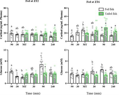 Unraveling the periprandial changes in brain serotonergic activity and its correlation with food intake-related neuropeptides in rainbow trout Oncorhynchus mykiss